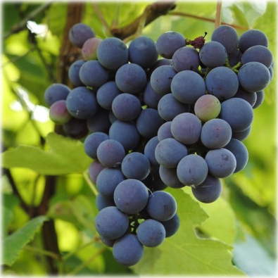 Grapes