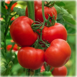 Tomatoes